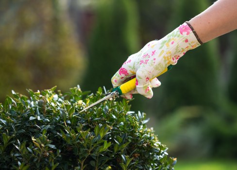 A close-up view of a gardener's hand wearing a floral-patterned glove, using a small hand tool to prune or trim a dense, dark green hedge in a well-maintained outdoor garden. The hedge lines a paved pathway with visible gravel and surrounding garden elements such as trees and flower beds, suggesting a tidy and organized landscaped yard. The background reveals a natural setting with blurred greenery, indicating the scene is bathed in natural daylight, likely during mild weather. This image captures the precision and care involved in garden maintenance, consistent with professional gardening services such as hedge trimming offered by companies like Hedge Trimming Hornsey, enhancing the appeal and accessibility of outdoor spaces.