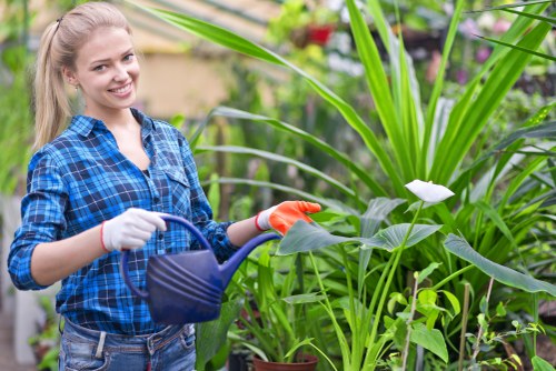 Professionally trimmed hedges in a Hornsey garden