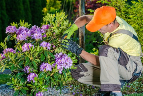 A gardener wearing a bright orange cap, yellow high-visibility top, and green gardening gloves is crouched next to a lush, flowering shrub with vibrant purple blossoms in a well-maintained garden. The shrub has dense, green foliage and is situated on a bed of small stones or gravel. Behind the gardener, there are taller trees or bushes with mixed green and reddish leaves, suggesting a landscaped outdoor space typical of residential gardens in Hornsey. The scene is illuminated by natural daylight, indicating a clear weather condition, and the garden appears recently tended, with a focus on hedge and shrub maintenance, reflecting professional gardening services for residential properties. The overall setting showcases a tidy, organized garden environment with a variety of natural textures and colours, emphasizing the importance of shrub trimming and outdoor upkeep in a typical North London garden.