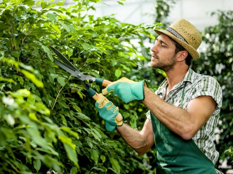 Design principles for landscaping in Hornsey