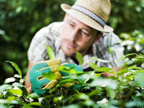 Seasonal lawn care services for Hornsey homeowners