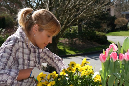 Professional hedge cutting for residential properties.