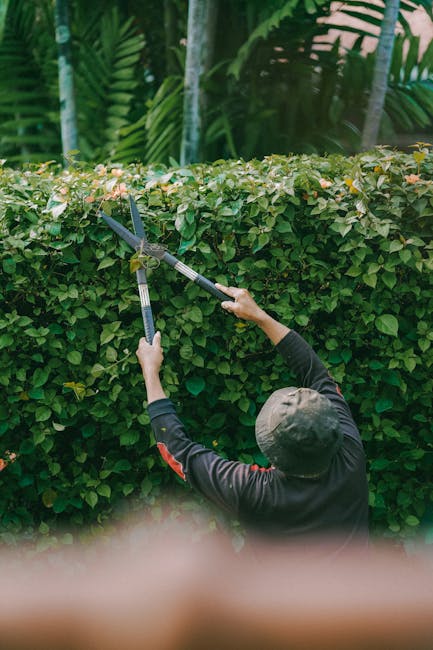 A gardener wearing a dark long-sleeved shirt and a hat is trimming a dense, well-maintained hedge with long-handled pruning shears. The hedge consists of small, glossy green leaves with a few light-co