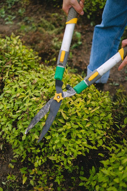 A gardener wearing a dark long-sleeved shirt and a hat is trimming a dense, well-maintained hedge with long-handled pruning shears. The hedge consists of small, glossy green leaves with a few light-co
